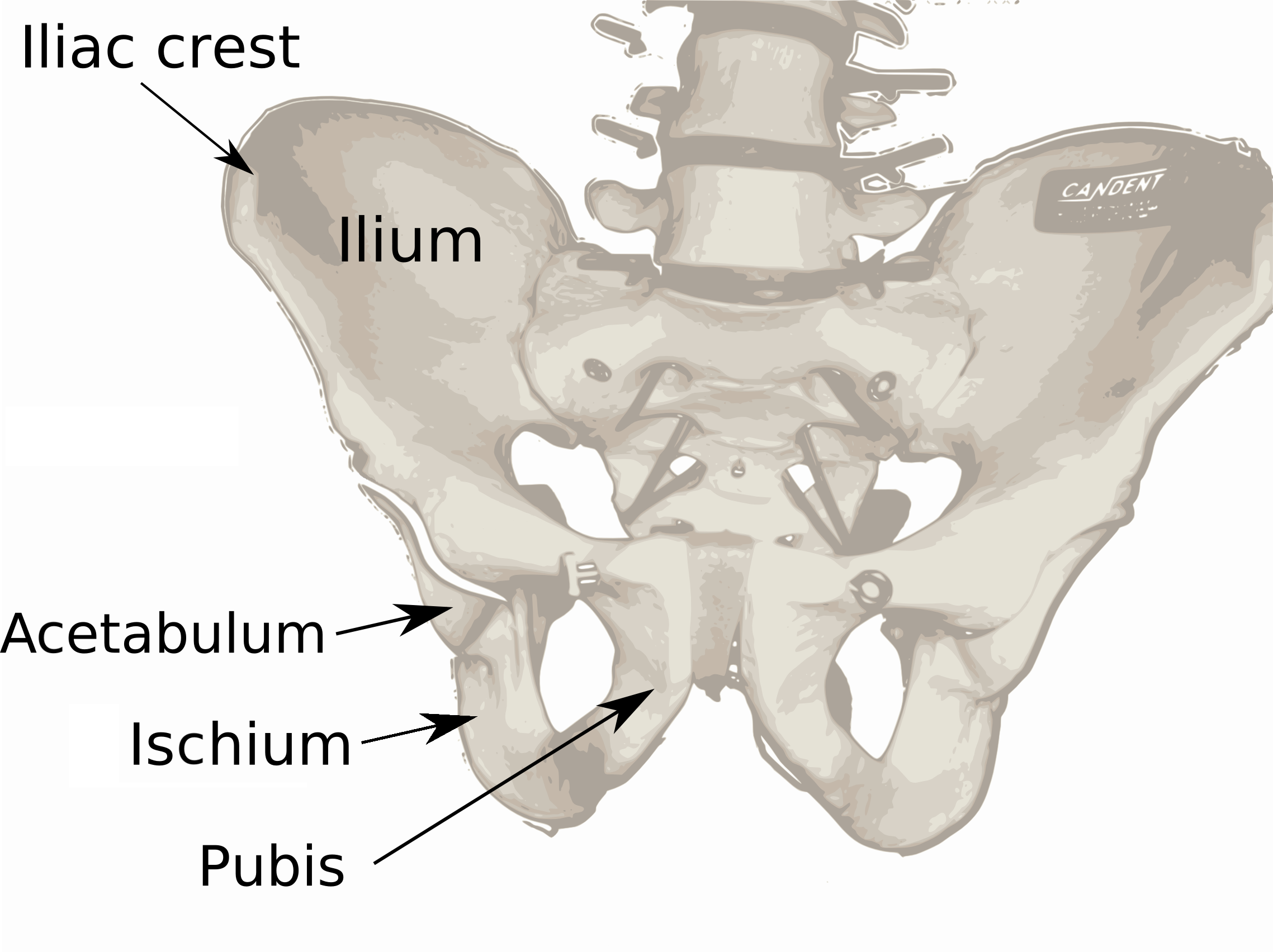 preparing your pelvis for labor!